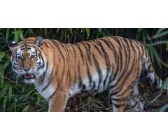 Discover the Wild Heart of India at Tadoba Tiger Reserve