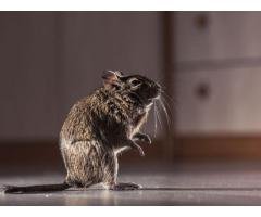 Rodent Cleaning Services in Hillsborough