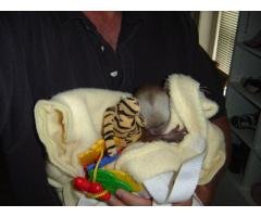 Cute Amazing Female Monkey for Adoption