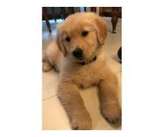 For sell only text me on WhatsApp