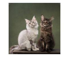 Maine Coon Kittens For Sale in Kansas Affordable Kittens with Loving Personalities