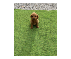 Labradoodle