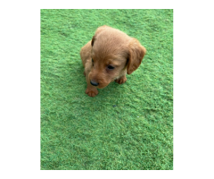 Labradoodle - 2