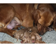 Labradoodle - 3