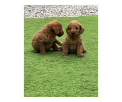 Labradoodle - 4