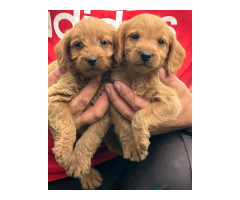 Labradoodle - 5