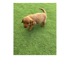 Labradoodle - 6