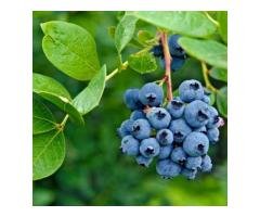 Can Blueberries Grow in India Discover with Sheel Biotech