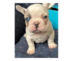 Beautiful pet is available you will love them please massage me on this app for pet