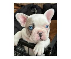 Beautiful pet is available you will love them please massage me on this app for pet - 5