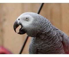 Congo African Grey Parrot