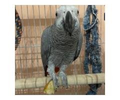 Timneh African Grey Parrot