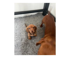 Gallant minitaure dachshund puppies.