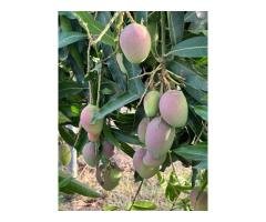 Sweet & Tangy Mango Plants for Sale - Celgen Biotech - 2