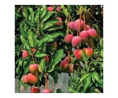 Sweet & Tangy Mango Plants for Sale - Celgen Biotech - 3