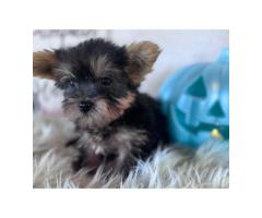 Adorable 9-Week-Old Male Yorkie Puppy Karl