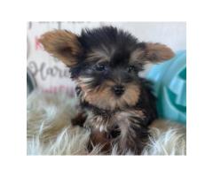 Adorable 9-Week-Old Male Yorkie Puppy Karl - 2