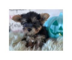 Adorable 9-Week-Old Male Yorkie Puppy Karl - 3