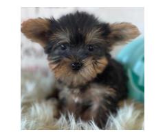 Adorable 9-Week-Old Male Yorkie Puppy Karl - 4