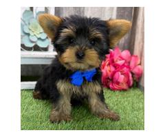 12-Week-Old Male Yorkie Puppy Mizzy - 3