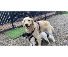 Dogboken Dog Daycare with Transportation in Hoboken