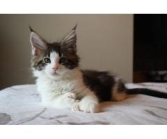Maine Coon Kittens For Sale in Kansas Exceptional Gentle Giants Await