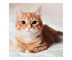 Persian cat Breeders in Bangalore