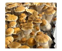 Order Riptide Mushroom Strain Syringe for Research