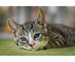 Best cat seller in Bangalore - - 2