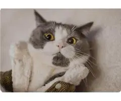 Find the Most Popular Cat Breeds Easy Guide by PawPots