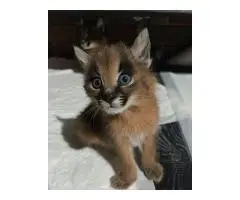 Caracal kittens available for sale