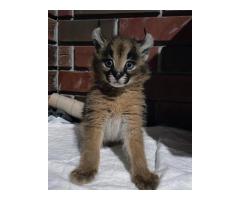 Caracal kittens available for sale - 2