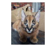Caracal kittens available for sale - 3