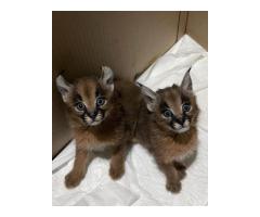 Caracal kittens available for sale - 4
