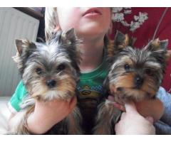 Male and female Yorkie puppies for adoption