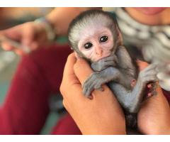 Interlligent Capuchin Monkeys for Home Companion