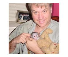 Interlligent Capuchin Monkeys for Home Companion - 3