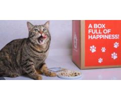 Best cat food in dubai