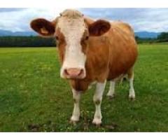 Healthy Livestocks/ Cow and Goat Fresh Milk