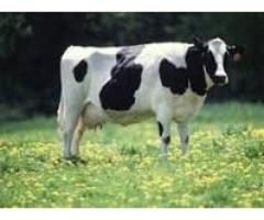 Healthy Livestocks/ Cow and Goat Fresh Milk - 2