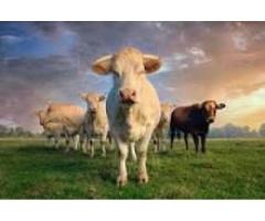Healthy Livestocks/ Cow and Goat Fresh Milk - 3