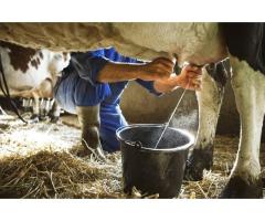 Healthy Livestocks/ Cow and Goat Fresh Milk - 4