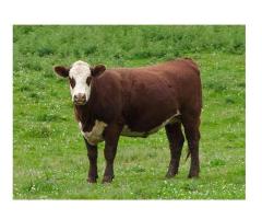 Healthy Livestocks/ Cow and Goat Fresh Milk - 5