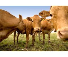 Healthy Livestocks/ Cow and Goat Fresh Milk - 7