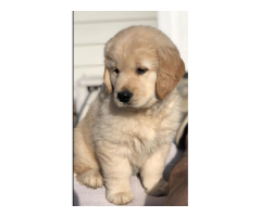 Buy Golden Retriever Puppies And Welcome Happiness Into Your Life