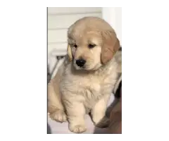 Buy Golden Retriever Puppies And Welcome Happiness Into Your Life