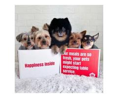 Why your pet deserves healthy, fresh food