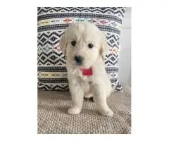 Golden Retriever Puppies Tennessee Elite Family Dogs
