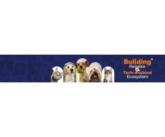 Dog Grooming at home in Bangalore - ThePetNest - 2