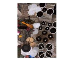 The Best Powerful Spiritual Herbalist Native Doctor In Nigeria - 2